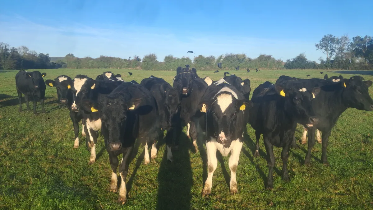 Incalf heifers - Image 4