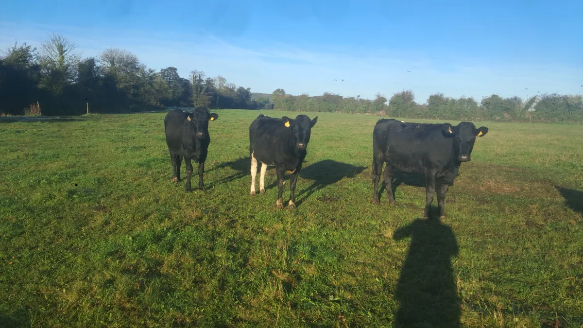 Incalf heifers - Image 3