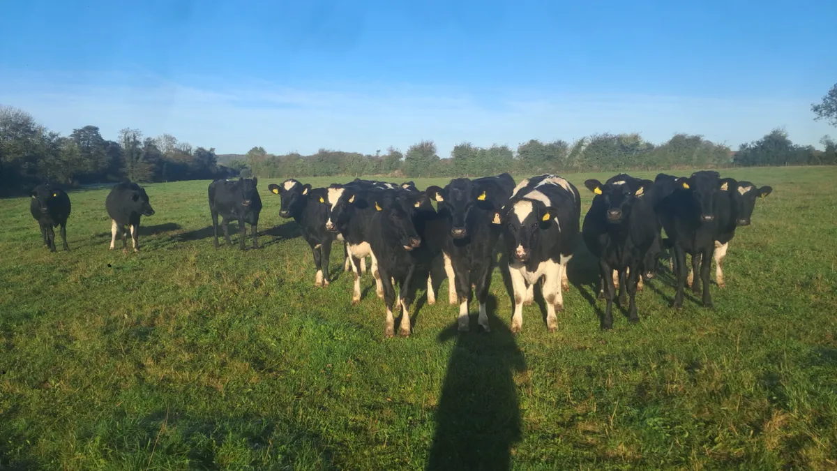 Incalf heifers - Image 1