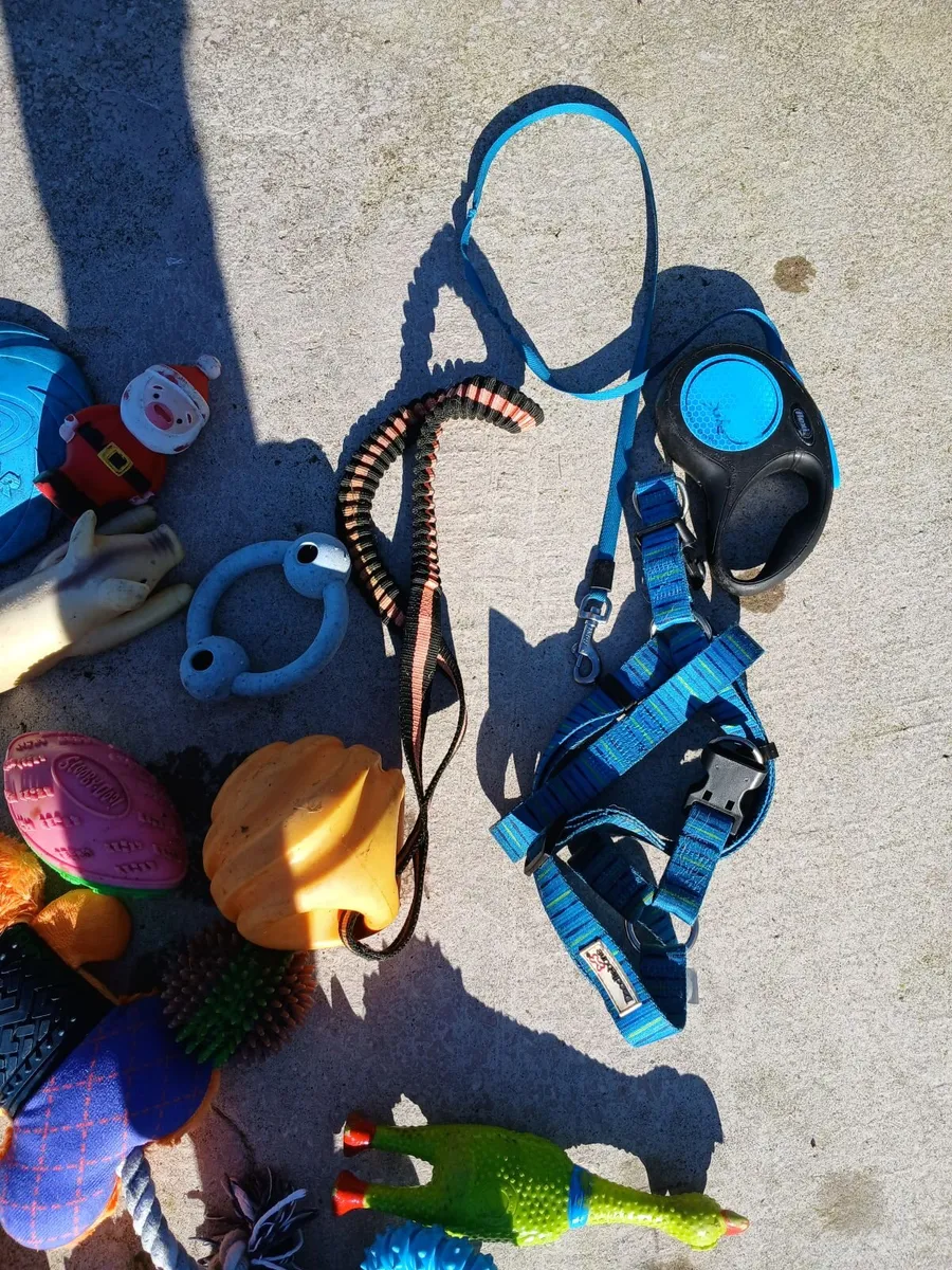 Dog toys and accessories  Free to collect - Image 2