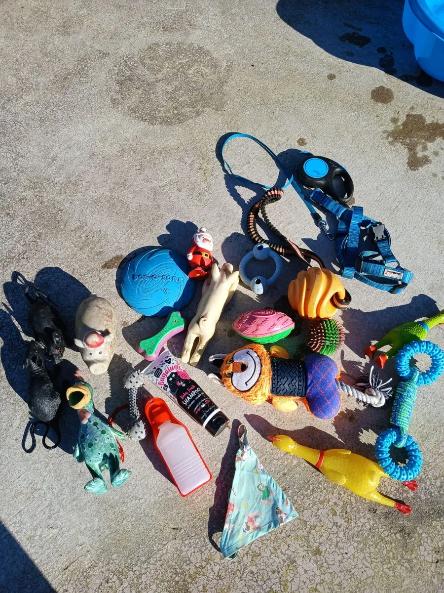Dog toys and accessories  Free to collect - Image 1