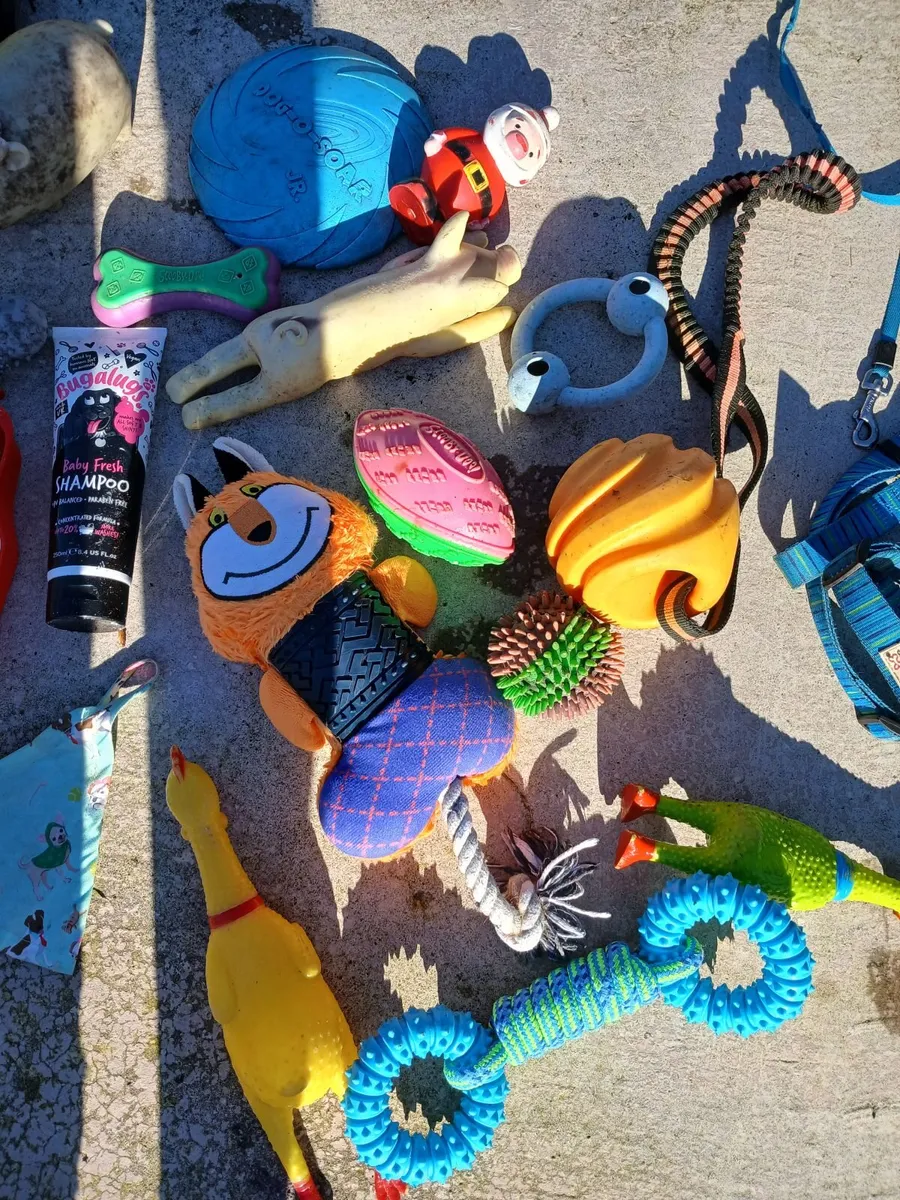 Dog toys and accessories  Free to collect - Image 4