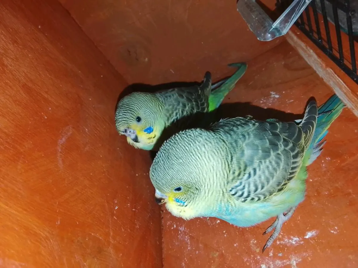 Split BF/BW budgies an Quails - Image 1