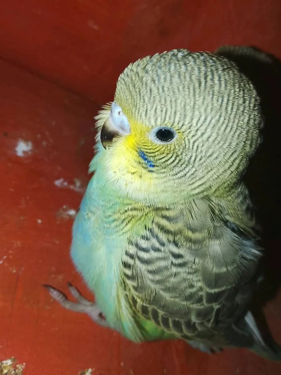 Split BF/BW budgies an Quails - Image 3