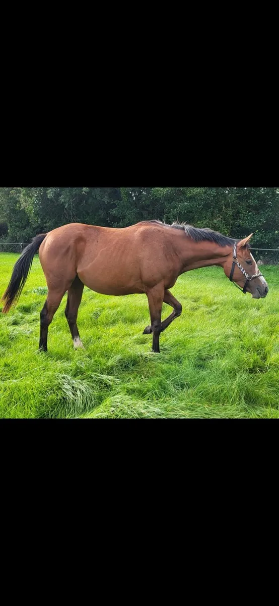 TB filly - Image 3