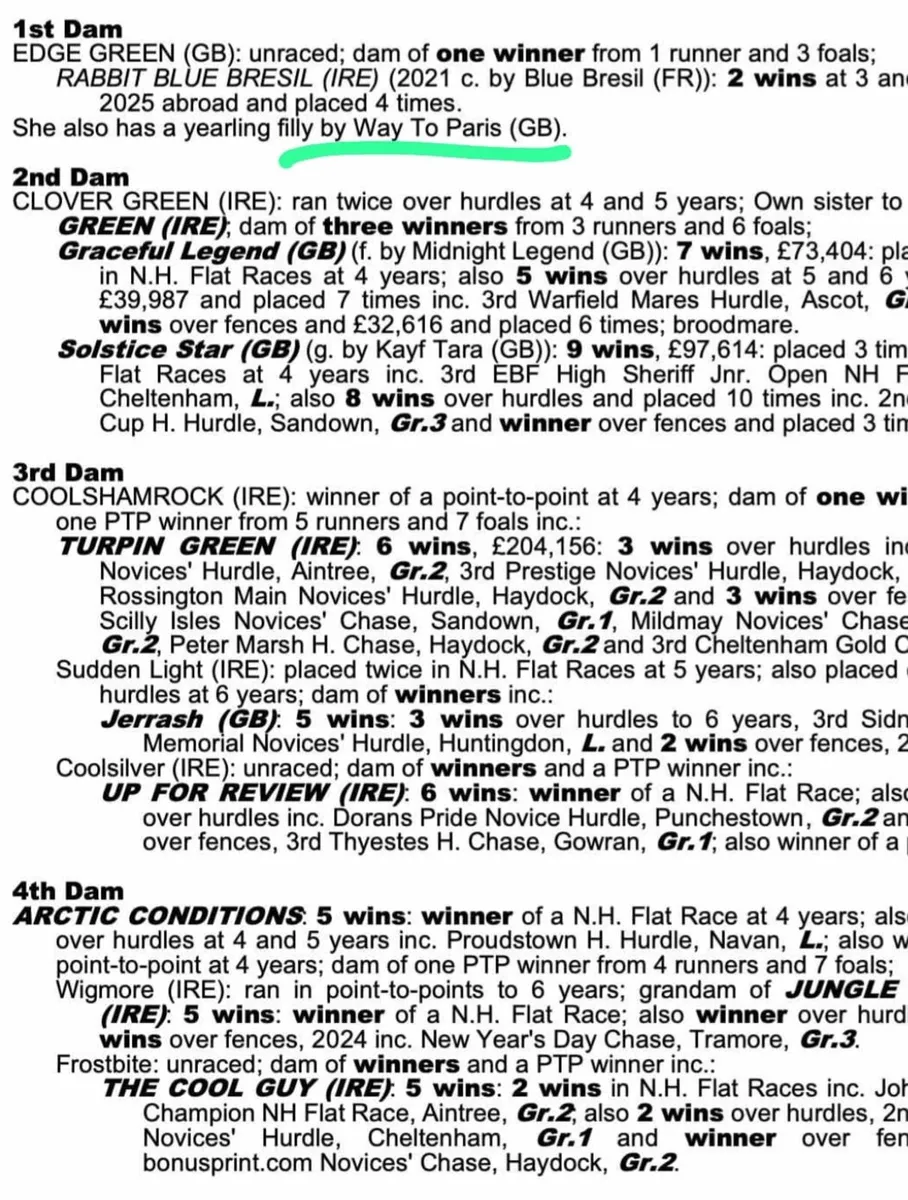 TB filly - Image 2