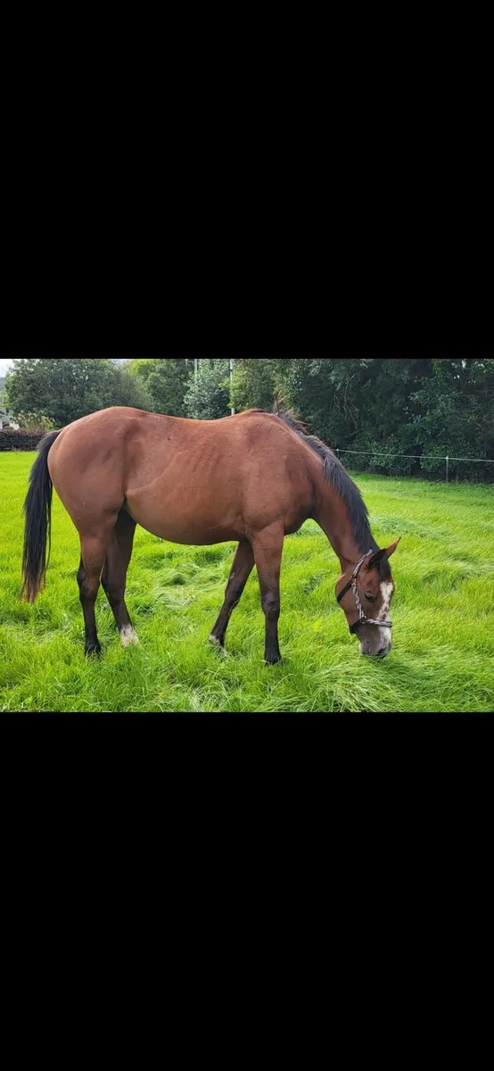 TB filly - Image 1