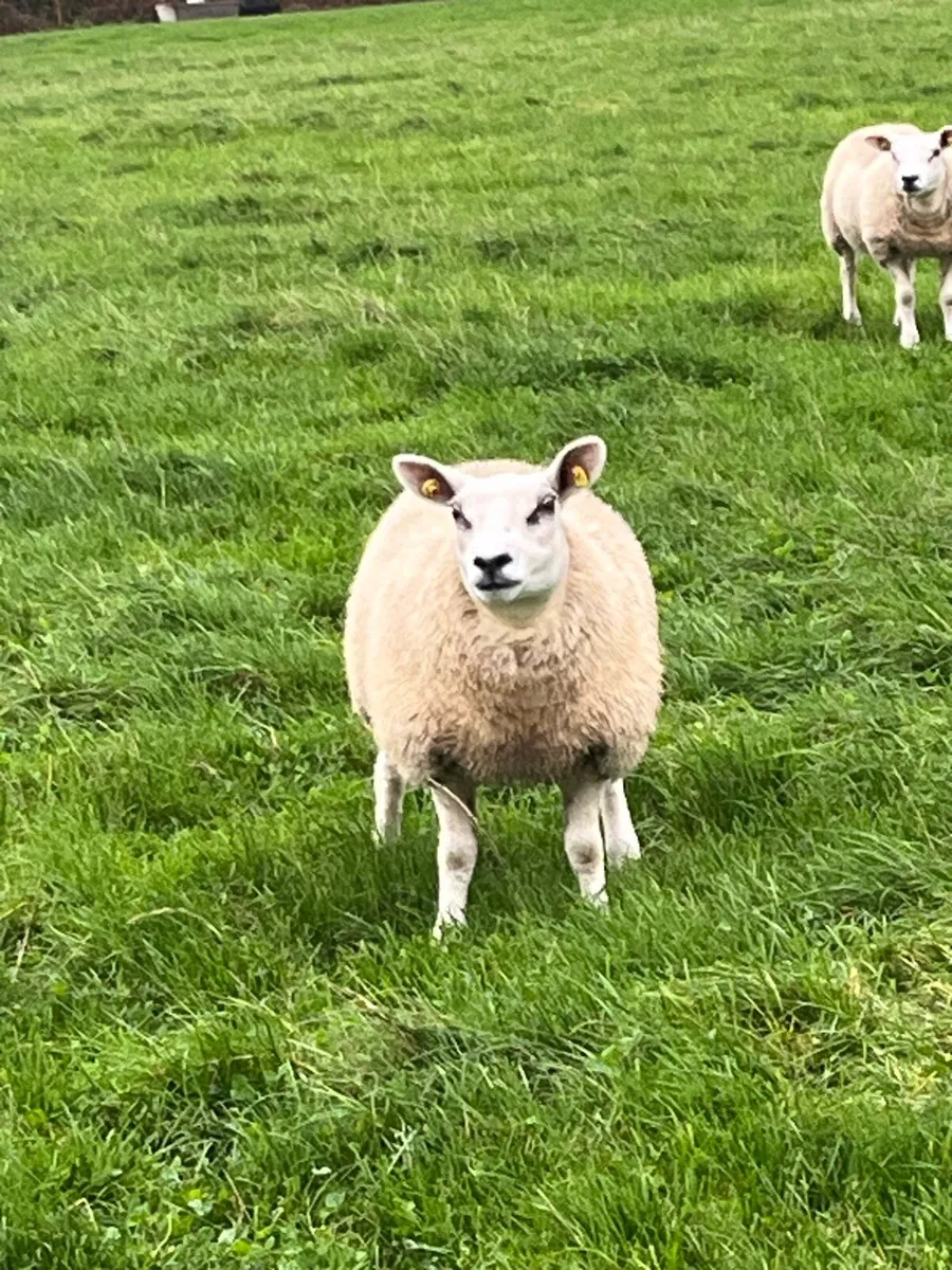 Pedigree Texel Ewe Lambs - Image 1
