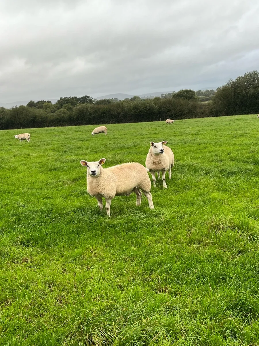 Pedigree Texel Ewe Lambs - Image 2
