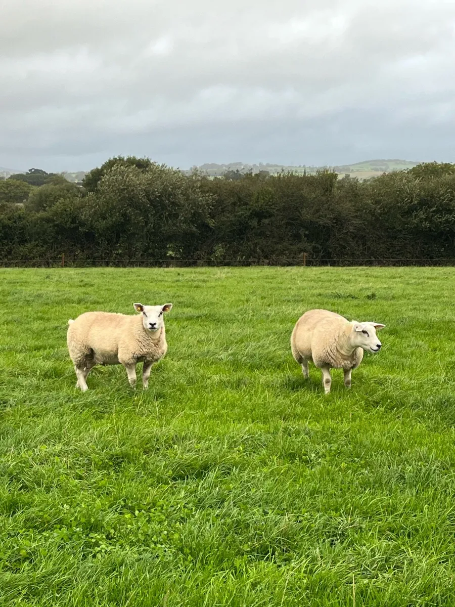 Pedigree Texel Ewe Lambs - Image 3