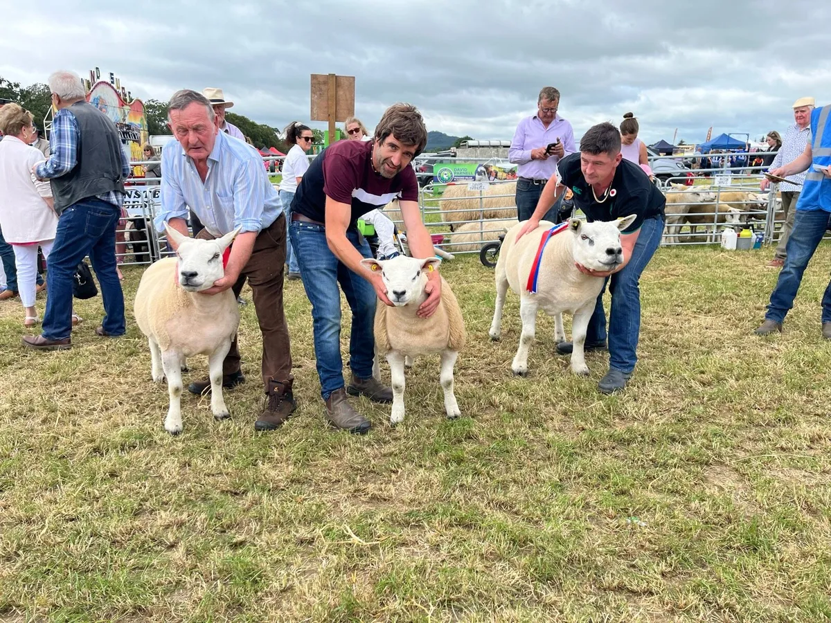 Pedigree Texel Ewe Lambs - Image 4