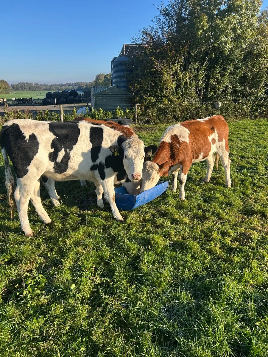 Fleckvieh maiden heifers - Image 1