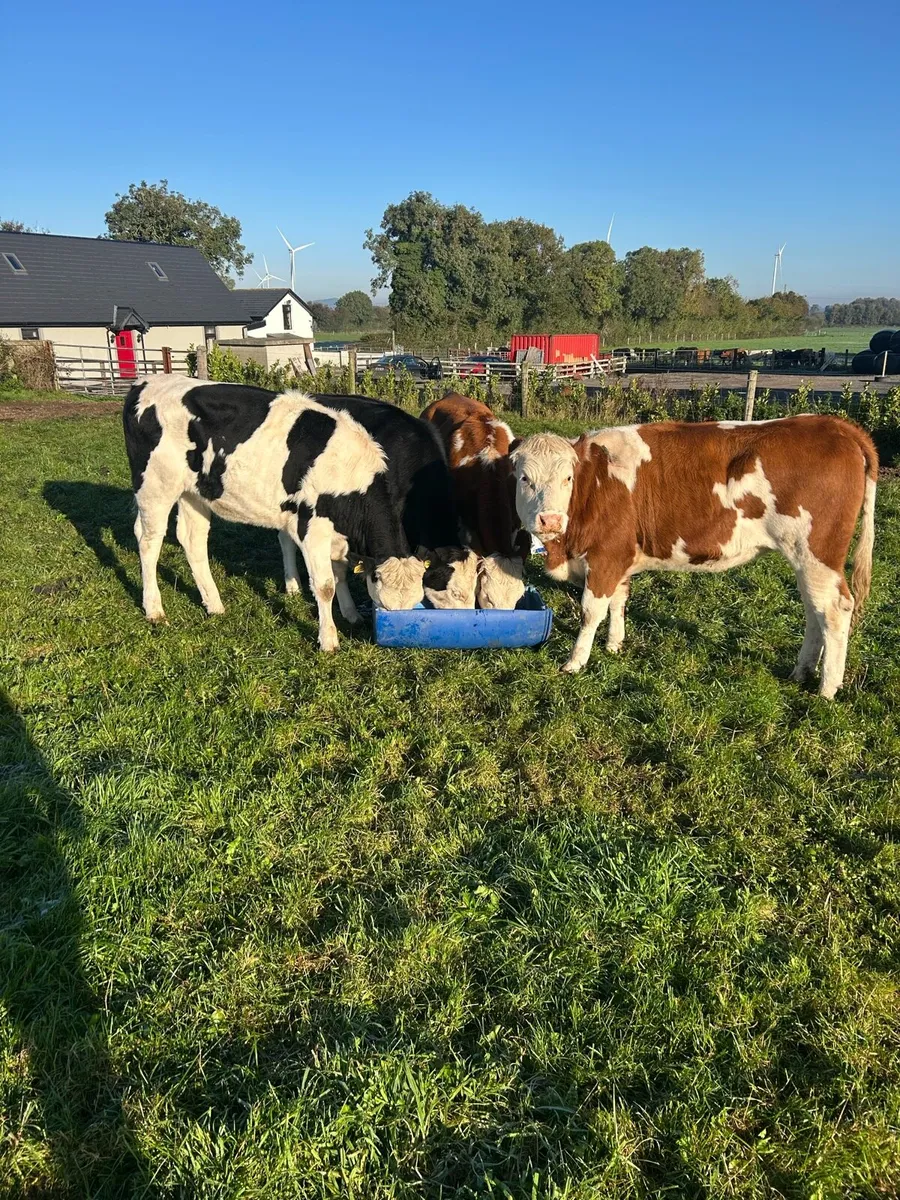 Fleckvieh maiden heifers - Image 2