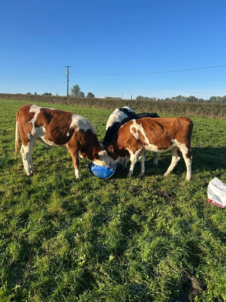 Fleckvieh maiden heifers - Image 3