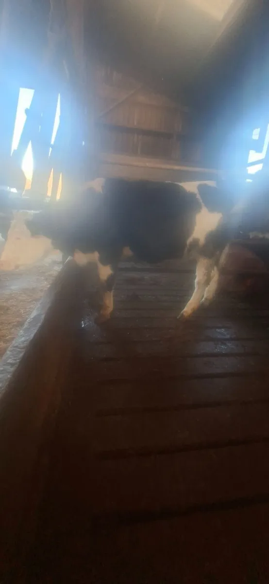 Cattle - Image 3