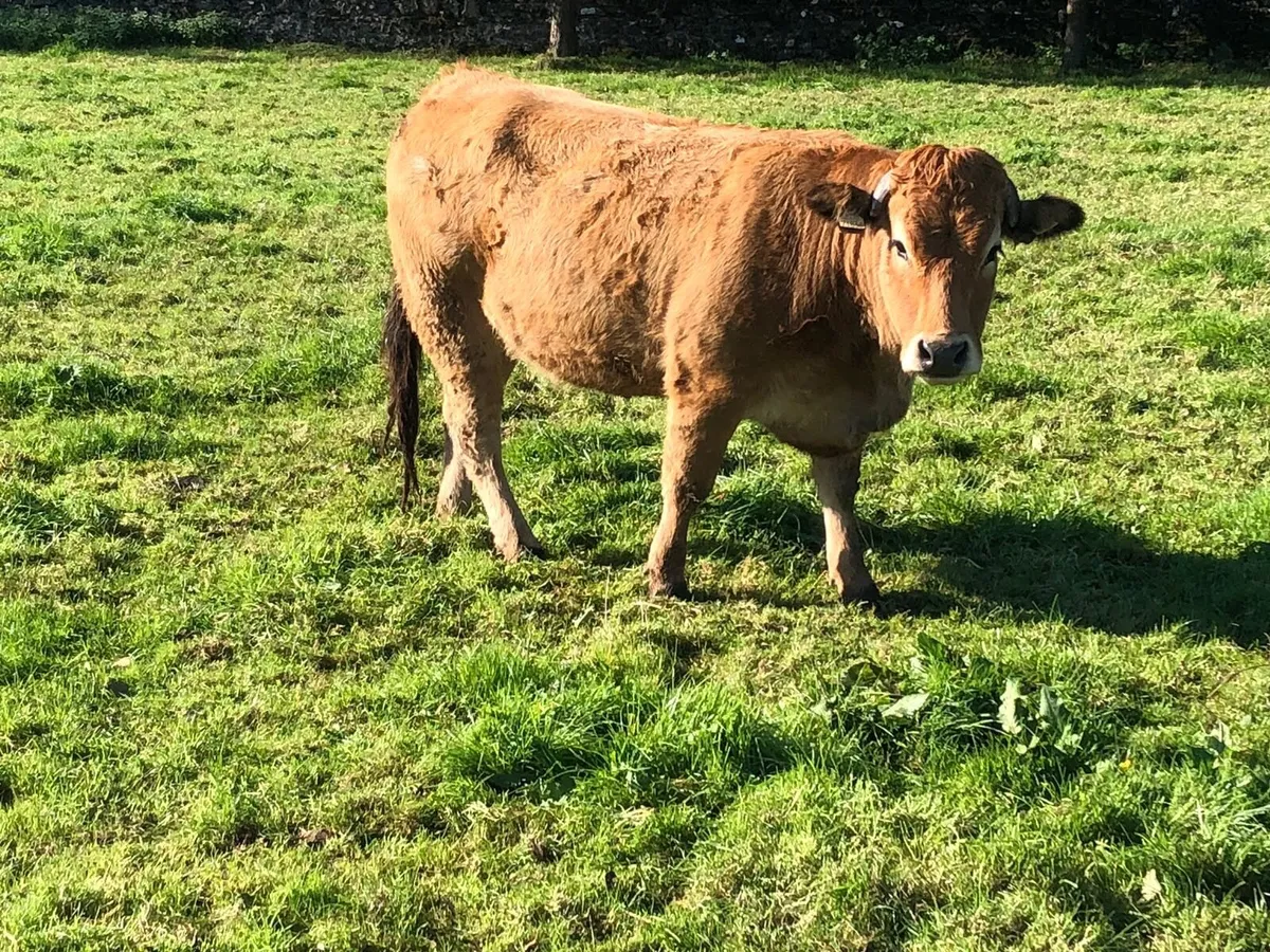 Organic suckler heifers - Image 2