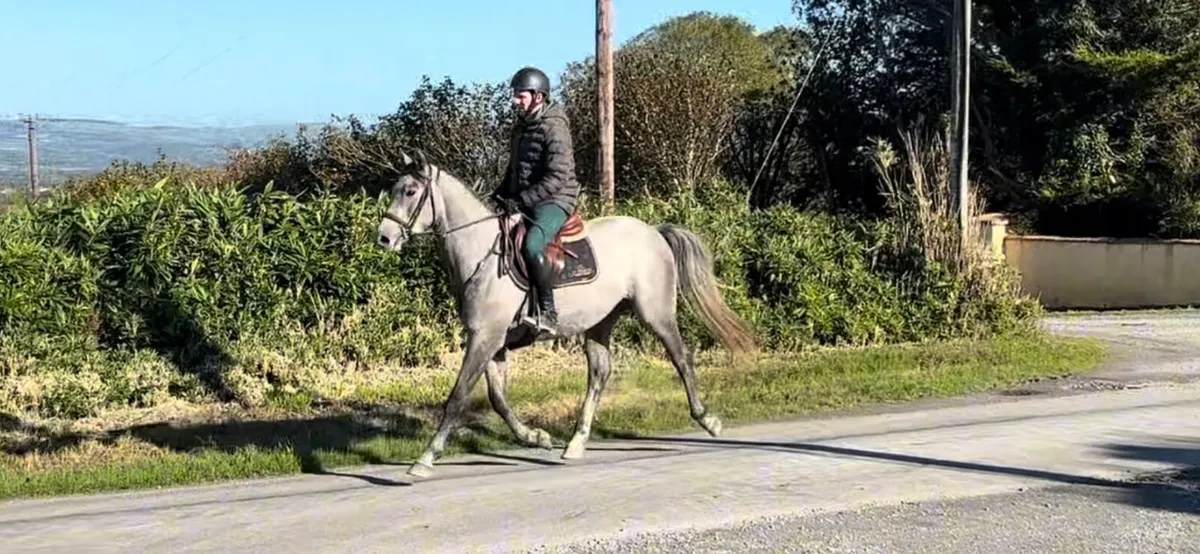 3yr old zirocco blue gelding - Image 1