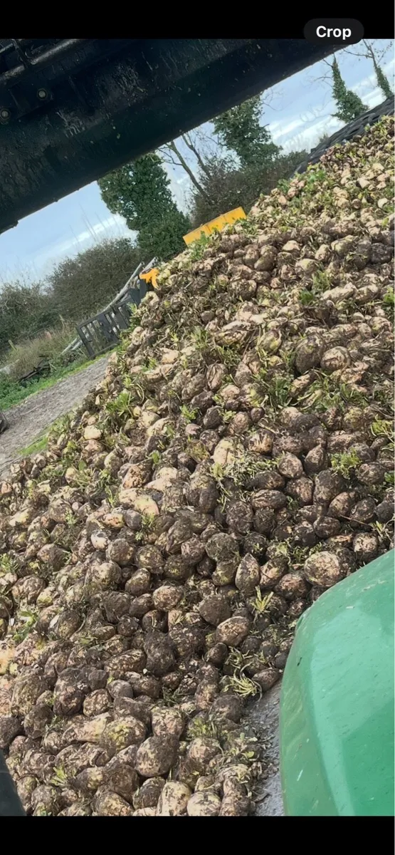 Fodder beet - Image 1