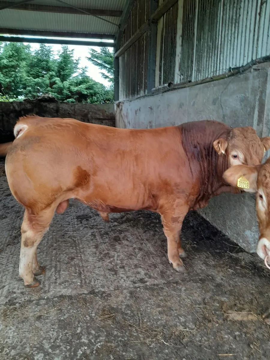 Limousin bull - Image 2