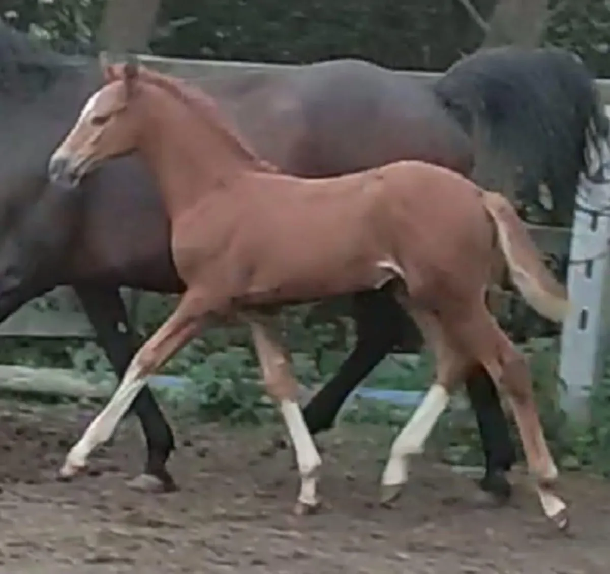 Mares for Sales