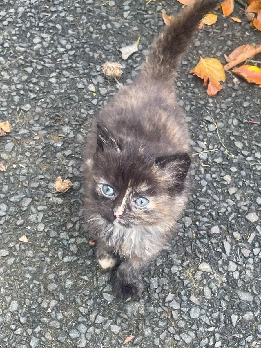 Kittens - Image 1