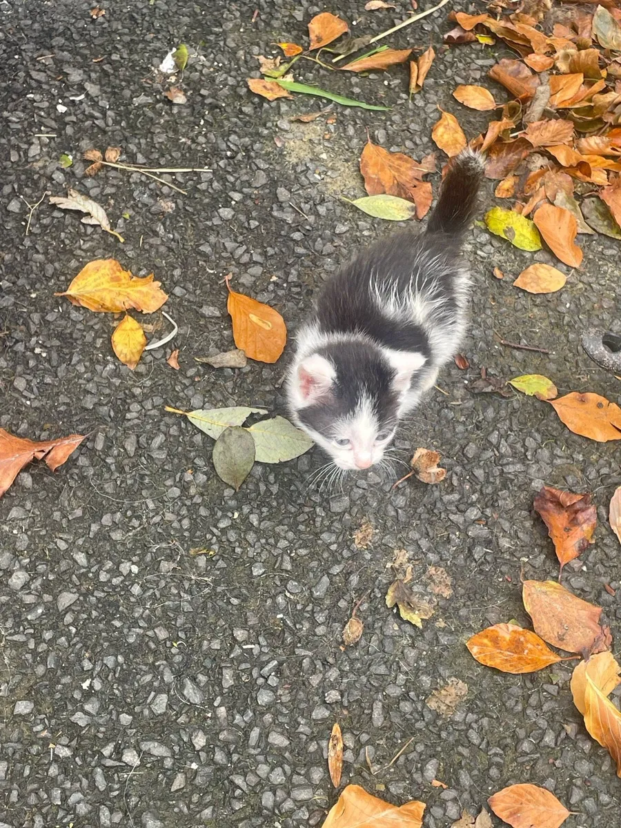 Kittens - Image 3