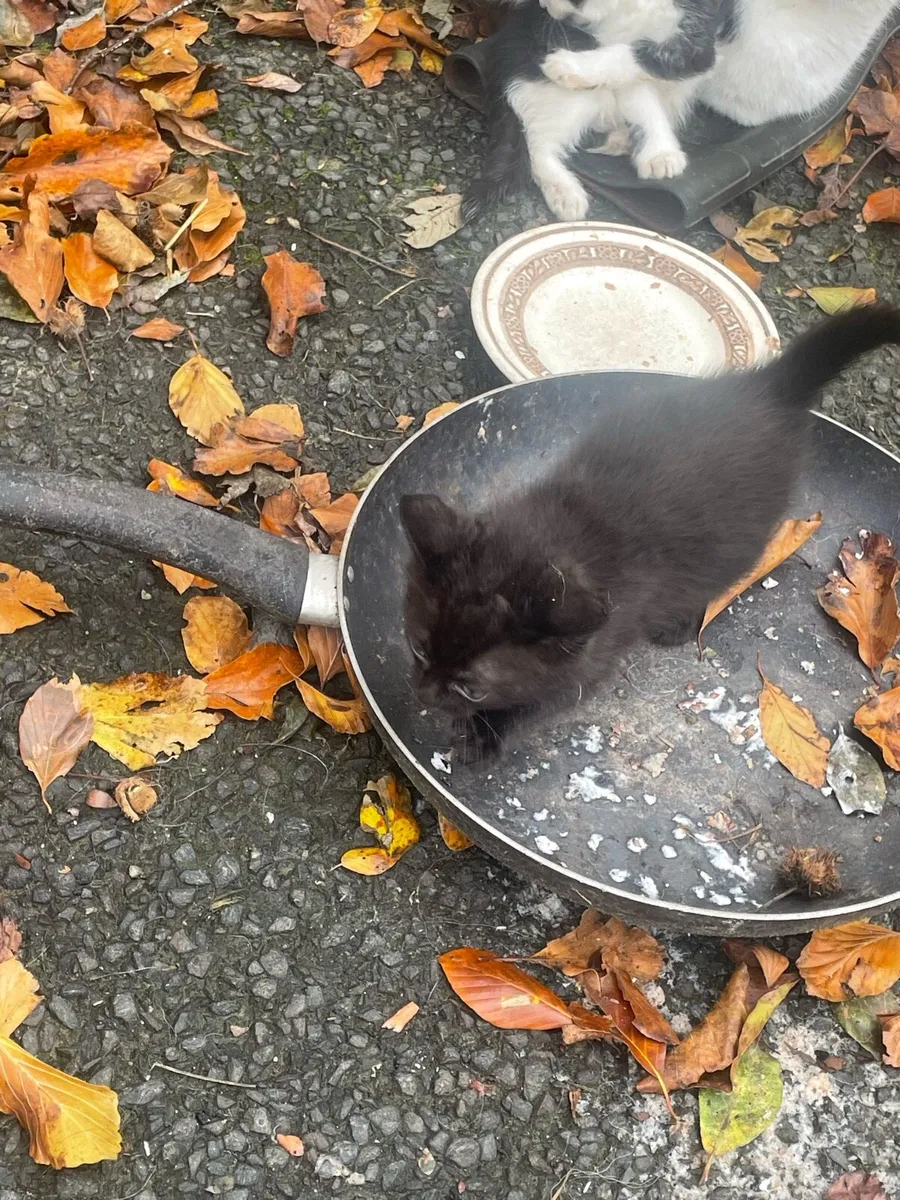 Kittens - Image 4