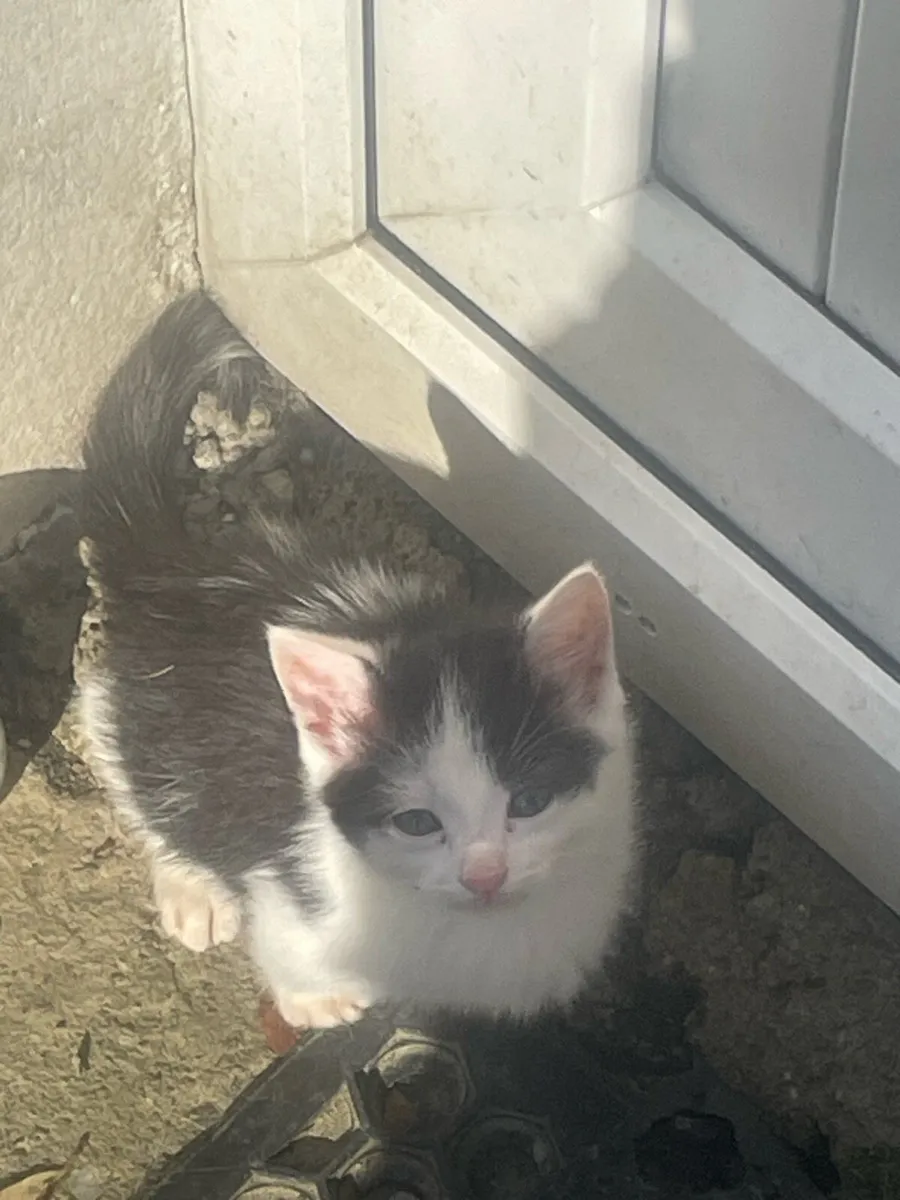 Kittens - Image 2
