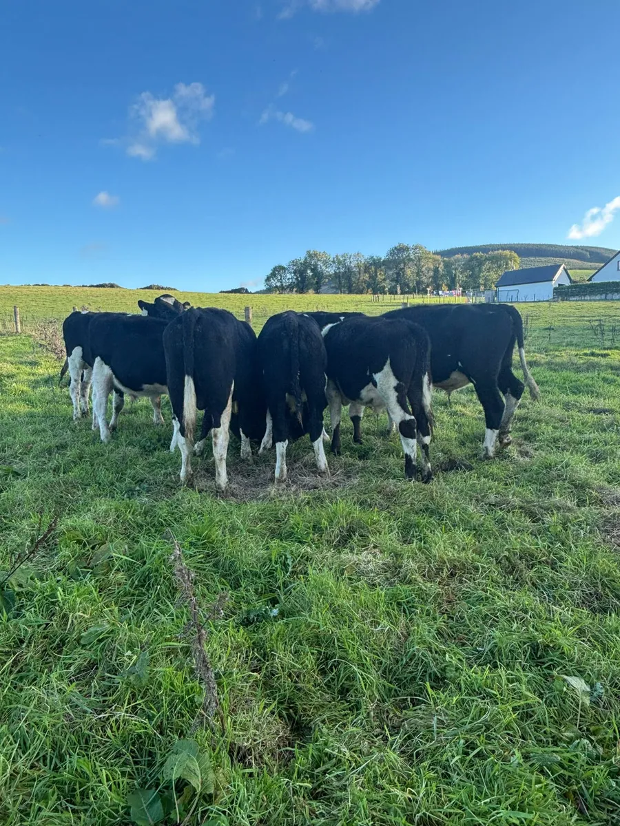 Fr weanlings males - Image 4