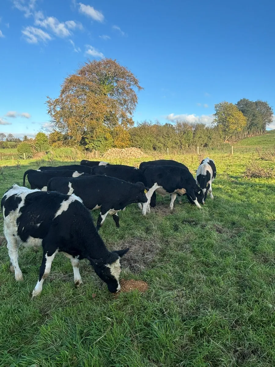 Fr weanlings males - Image 3