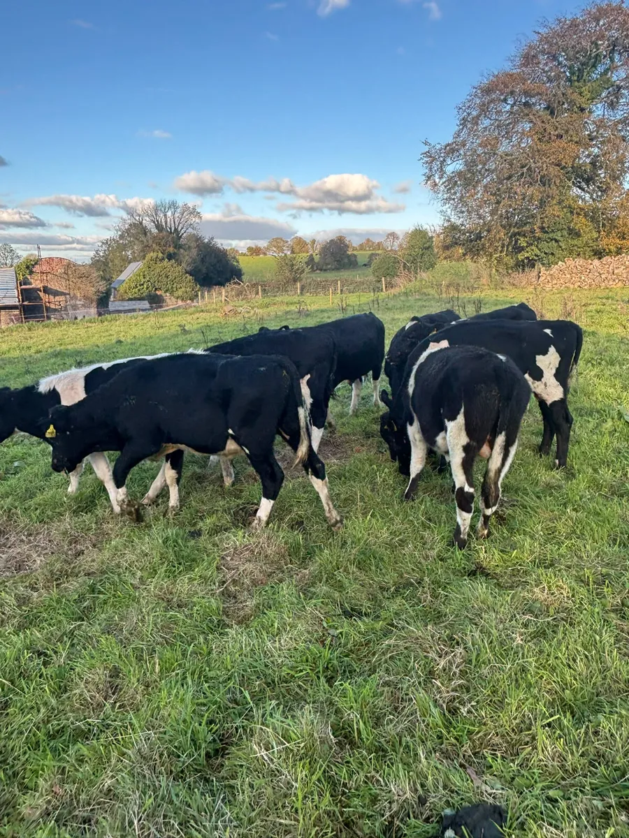 Fr weanlings males - Image 1