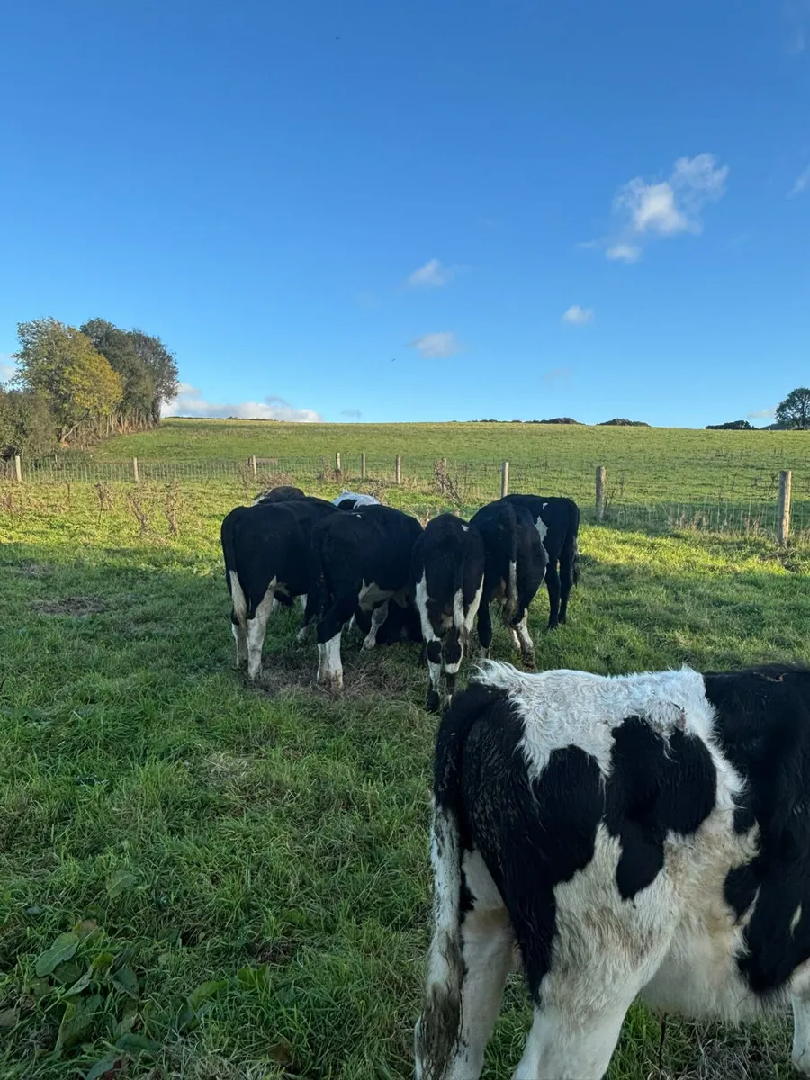 Fr weanlings males - Image 2