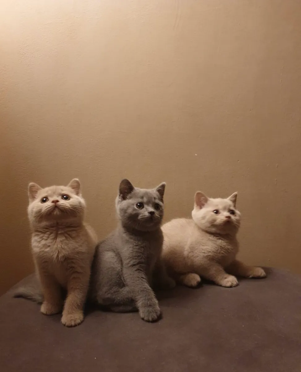 Pedigree British shorthair - Image 3