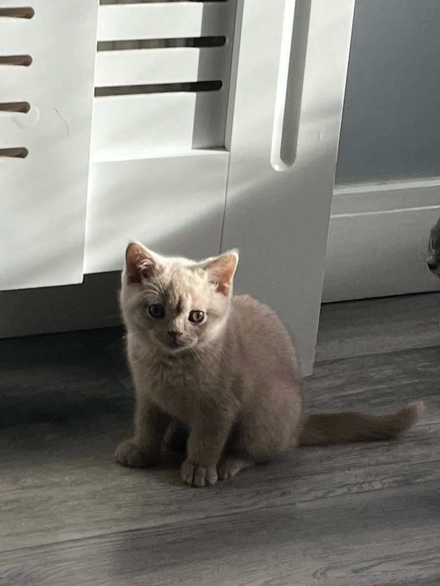 Pedigree British shorthair - Image 4