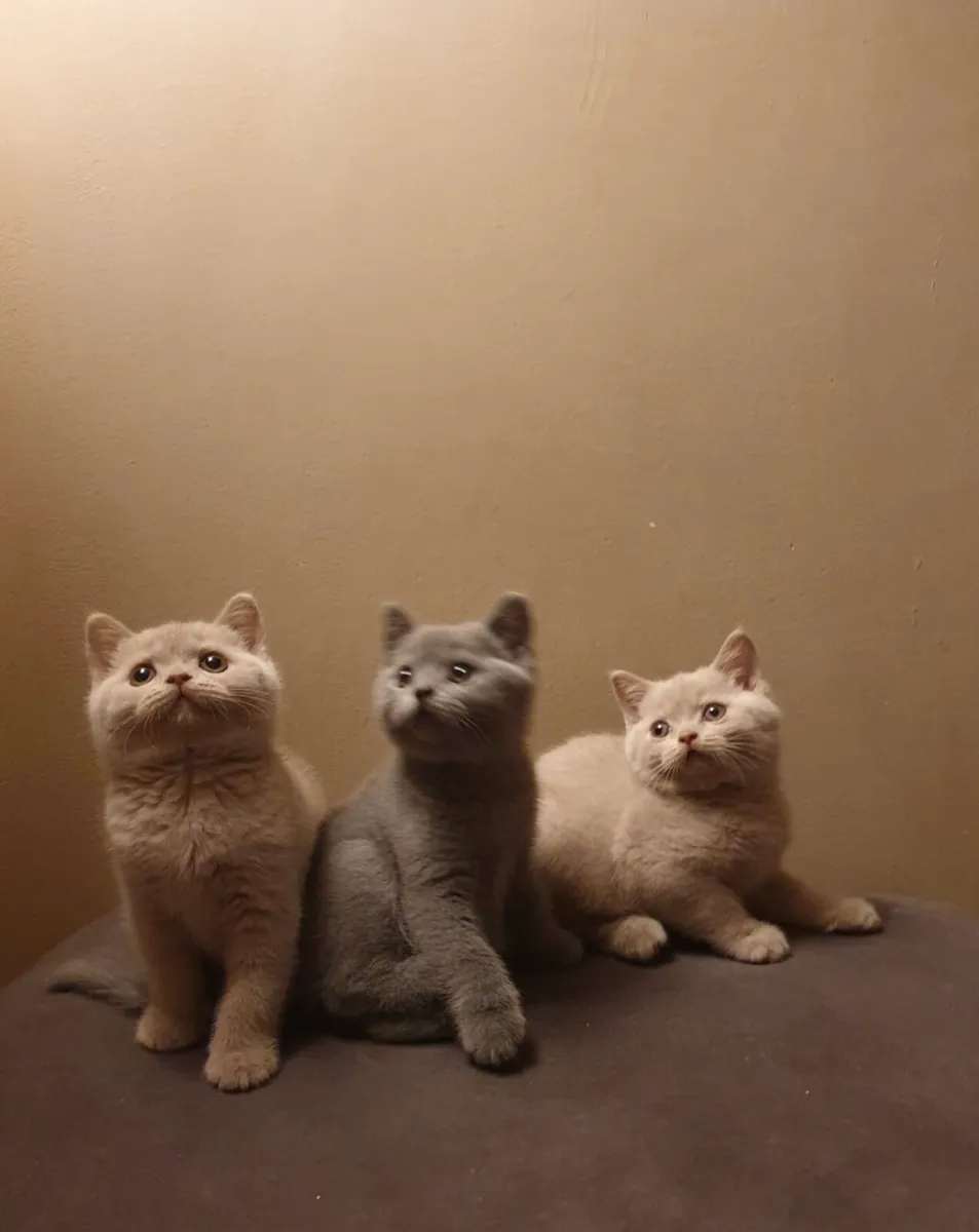 Pedigree British shorthair - Image 1