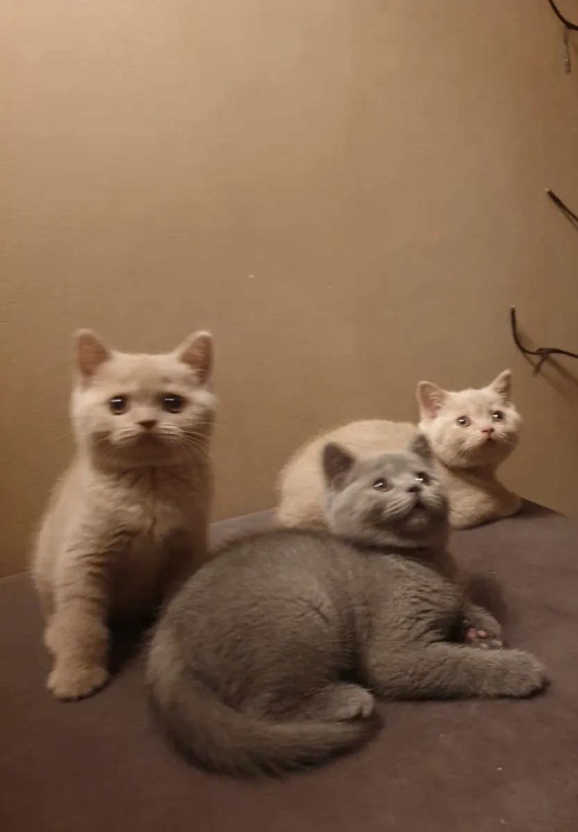 Pedigree British shorthair - Image 2