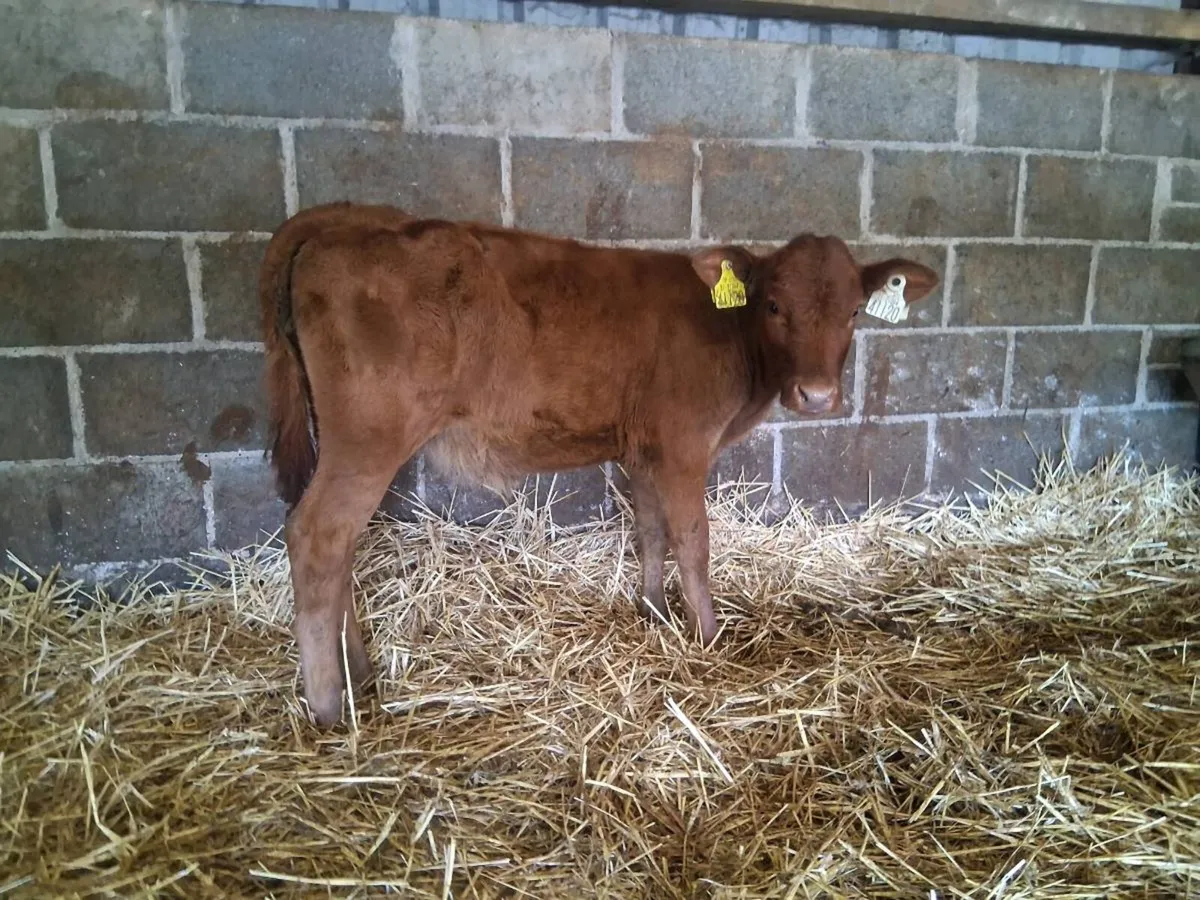 💥RED LIMOUSIN HEIFER CALF💥 - Image 2