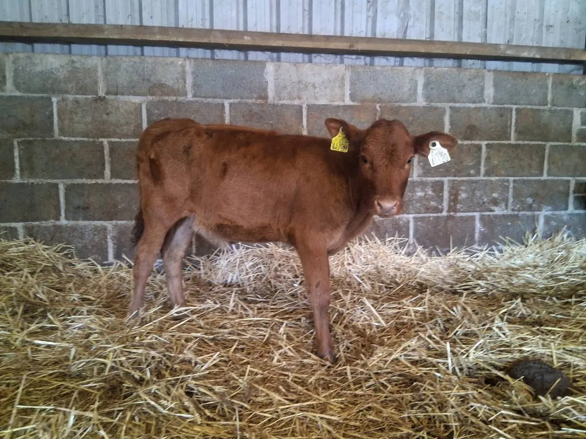 💥RED LIMOUSIN HEIFER CALF💥 - Image 1