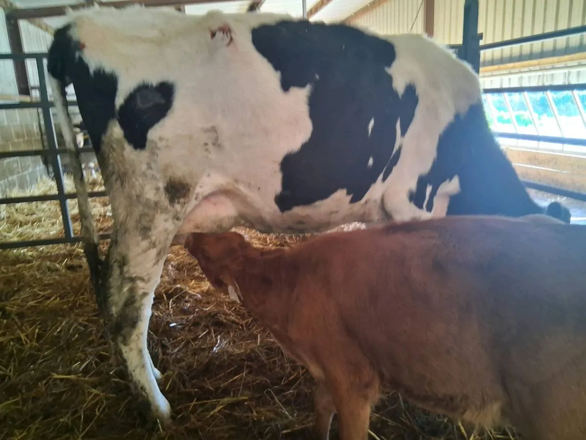 💥RED LIMOUSIN HEIFER CALF💥 - Image 3