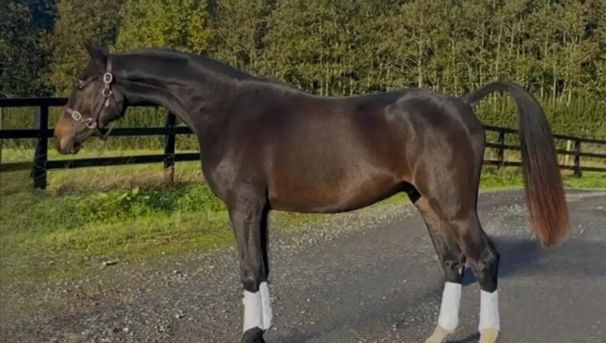 Pegase Van't Ruytershof  3yr old   Lot  503 - Image 3