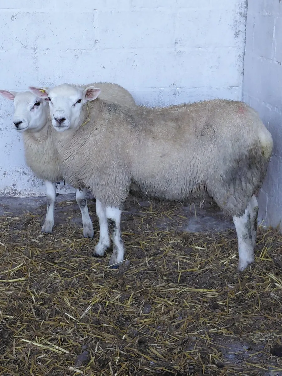 Hybrid ram - Image 2