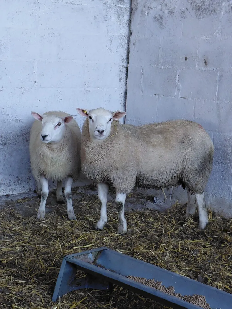 Hybrid ram - Image 1