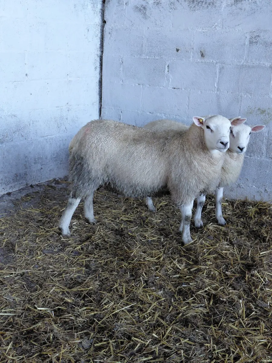 Hybrid ram - Image 4