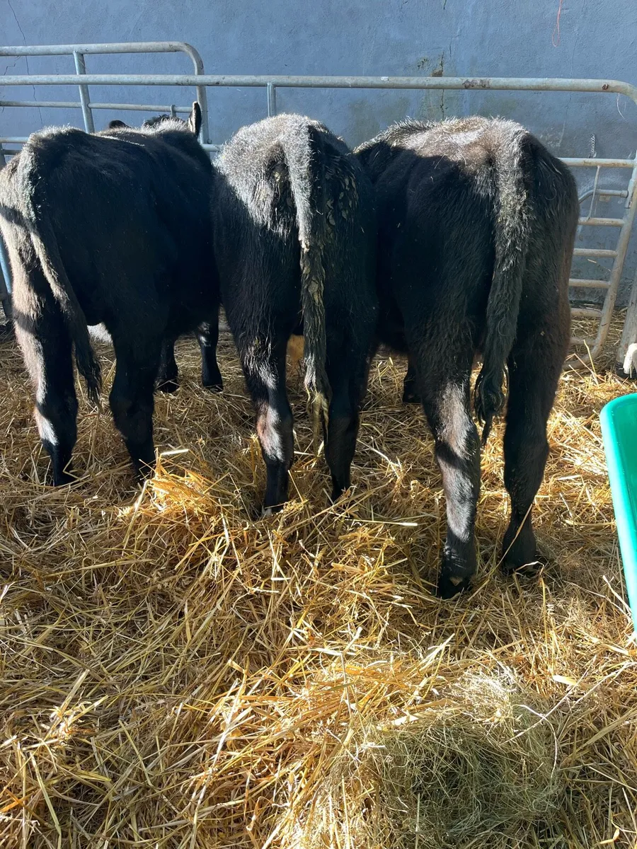 AA BULLS WEANLINGS - Image 1