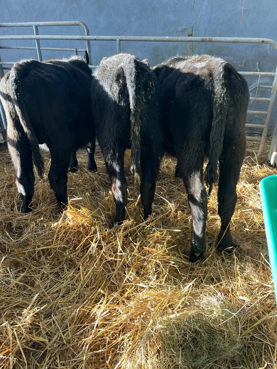 AA BULLS WEANLINGS - Image 2