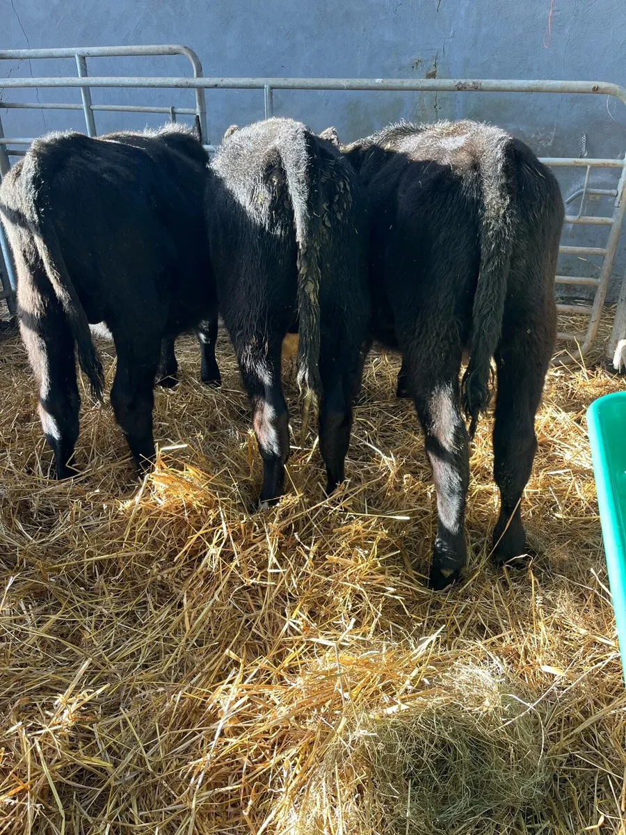 AA BULLS WEANLINGS - Image 3