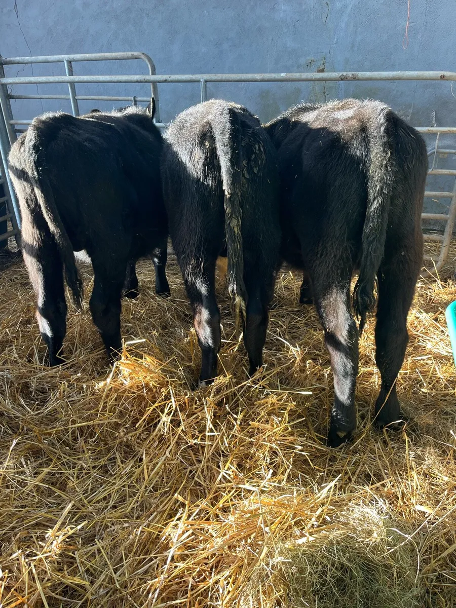 AA BULLS WEANLINGS - Image 4