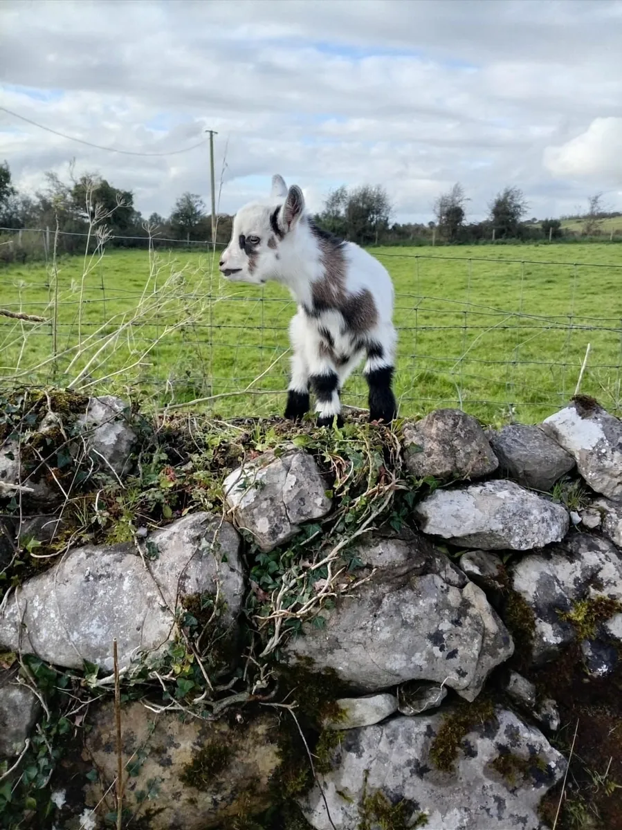 Pygmy goats - Image 1