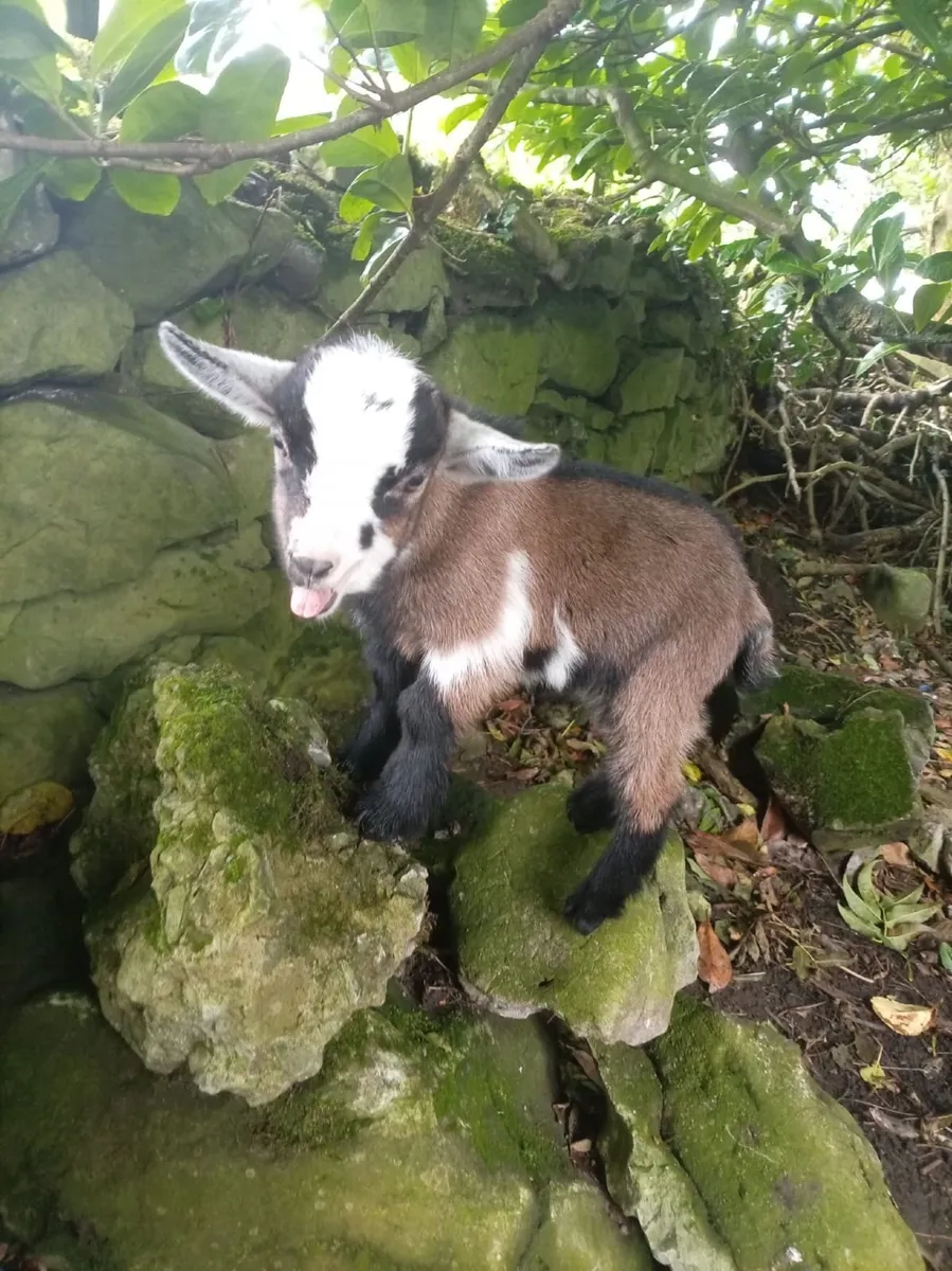 Pygmy goats - Image 2