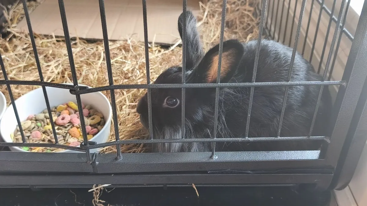 Free lionhead rabbit (female)
